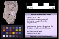 Foto (Objekt + Etiketten) von Longodromites angustus (Reuss 1858) (NHMW-GEO-1990-0041-0043)